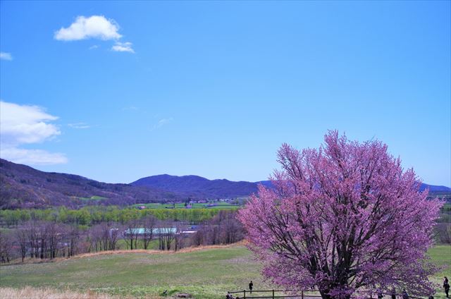 浦河のオバケ桜_R